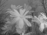 Isela_1374