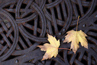 Urban Nature