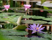 Water Lily